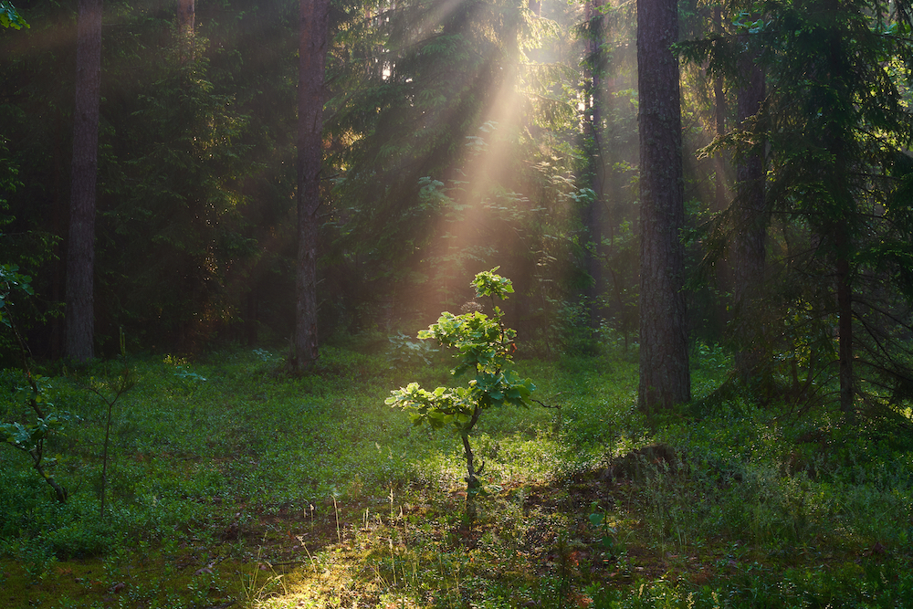 Small tree growing in the forest 