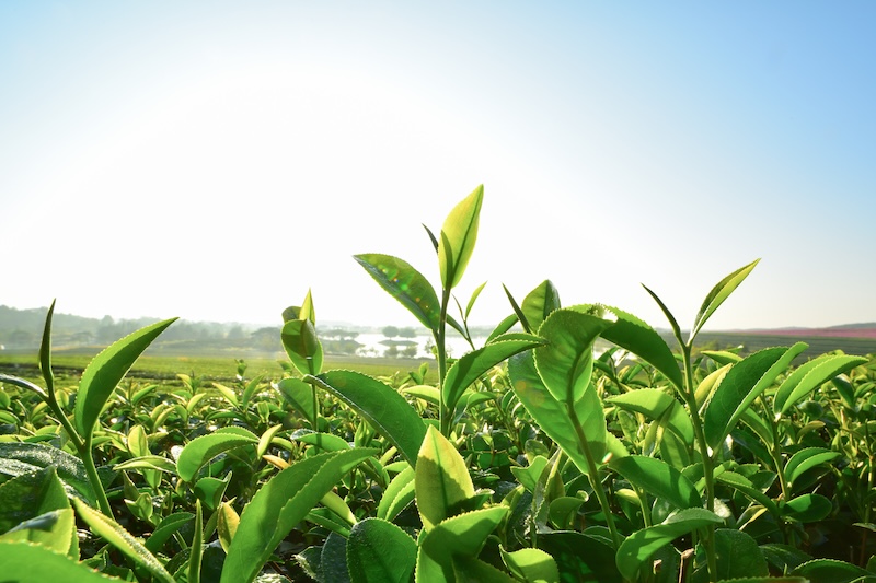 Camellia sinensis plant which is used for green tea extract in skincare